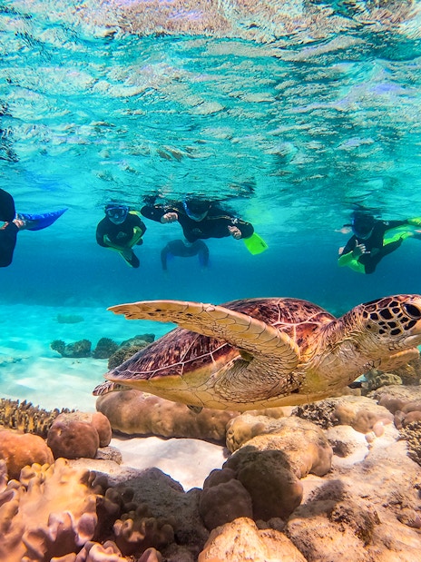 Snorkelers swimming with a sea turtle during an Ocean Safari Tour.