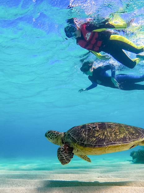 Snorkelers swimming above a sea turtle during an Ocean Safari Tour.