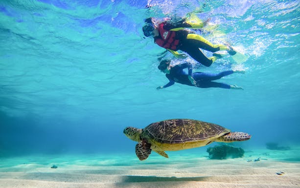 Snorkelers swimming above a sea turtle during an Ocean Safari Tour.