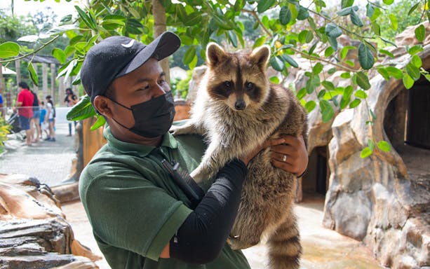 Caretaker holding a raccoon at Bentong Farm, Malaysia.