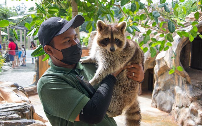 Caretaker holding a raccoon at Bentong Farm, Malaysia.
