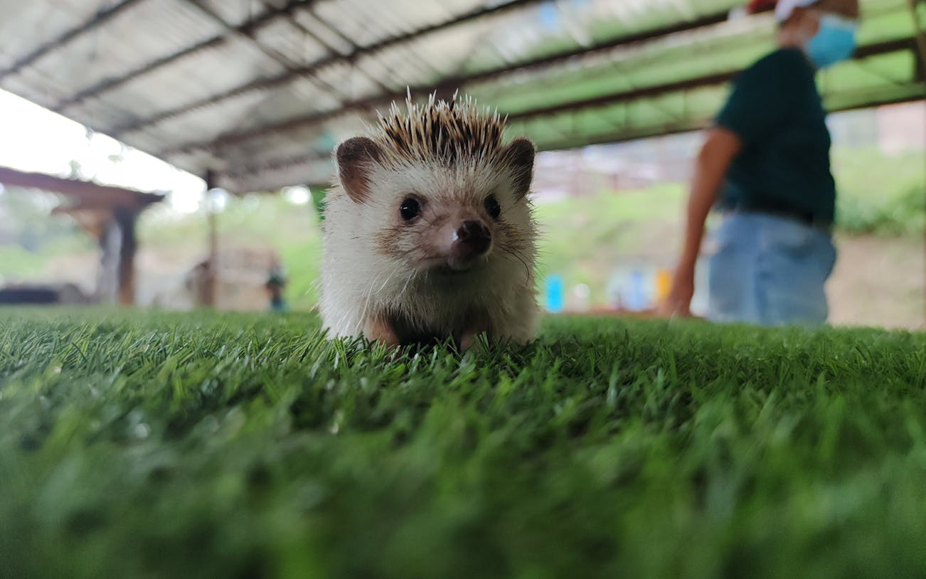 Hedgehog on grass at The Bentong Farm.