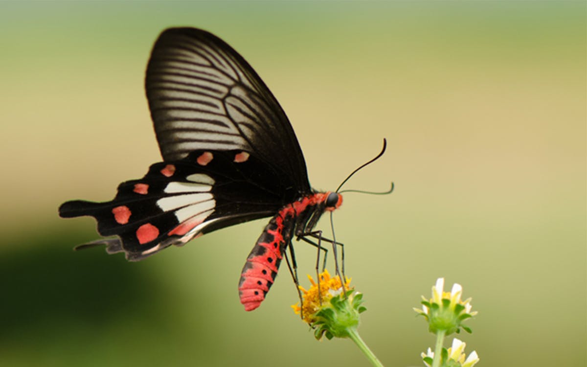 tickets to butterflies up-close in singapore-4 tickets to butterflies up-close in singapore-4