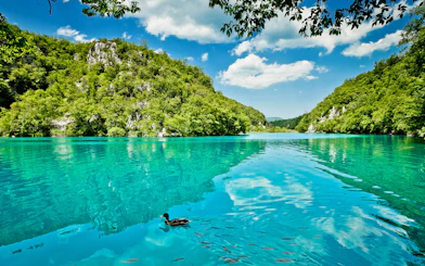 Plitvice Lakes National Park turquoise lake with lush green hills and a duck swimming.