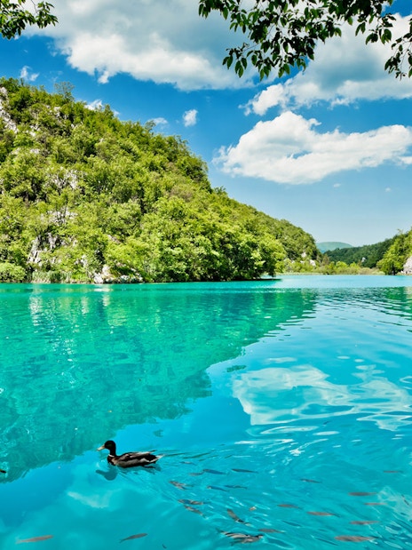Plitvice Lakes National Park turquoise lake with lush green hills and a duck swimming.