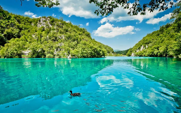 Plitvice Lakes National Park turquoise lake with lush green hills and a duck swimming.