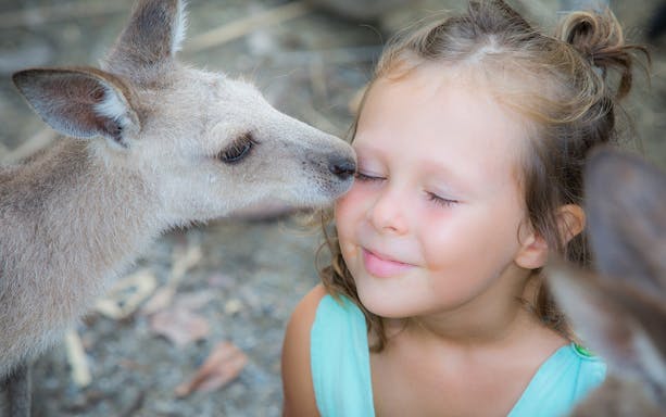 Kangaroo nuzzling a smiling child at a wildlife habitat.