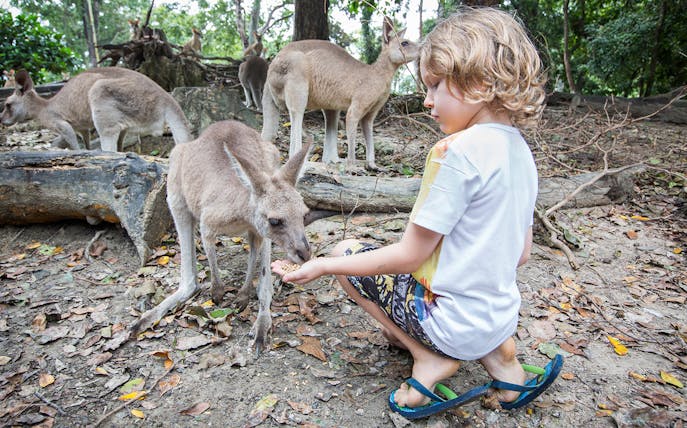 Child feeding kangaroo in wildlife habitat.