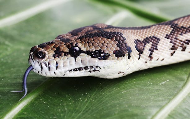 Close-up of a snake on a leaf in a wildlife habitat.