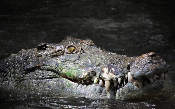 Crocodile partially submerged in water at a wildlife habitat.