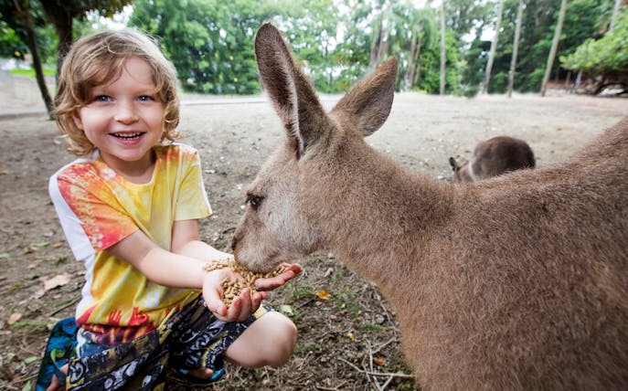 Child feeding a kangaroo in a wildlife habitat.