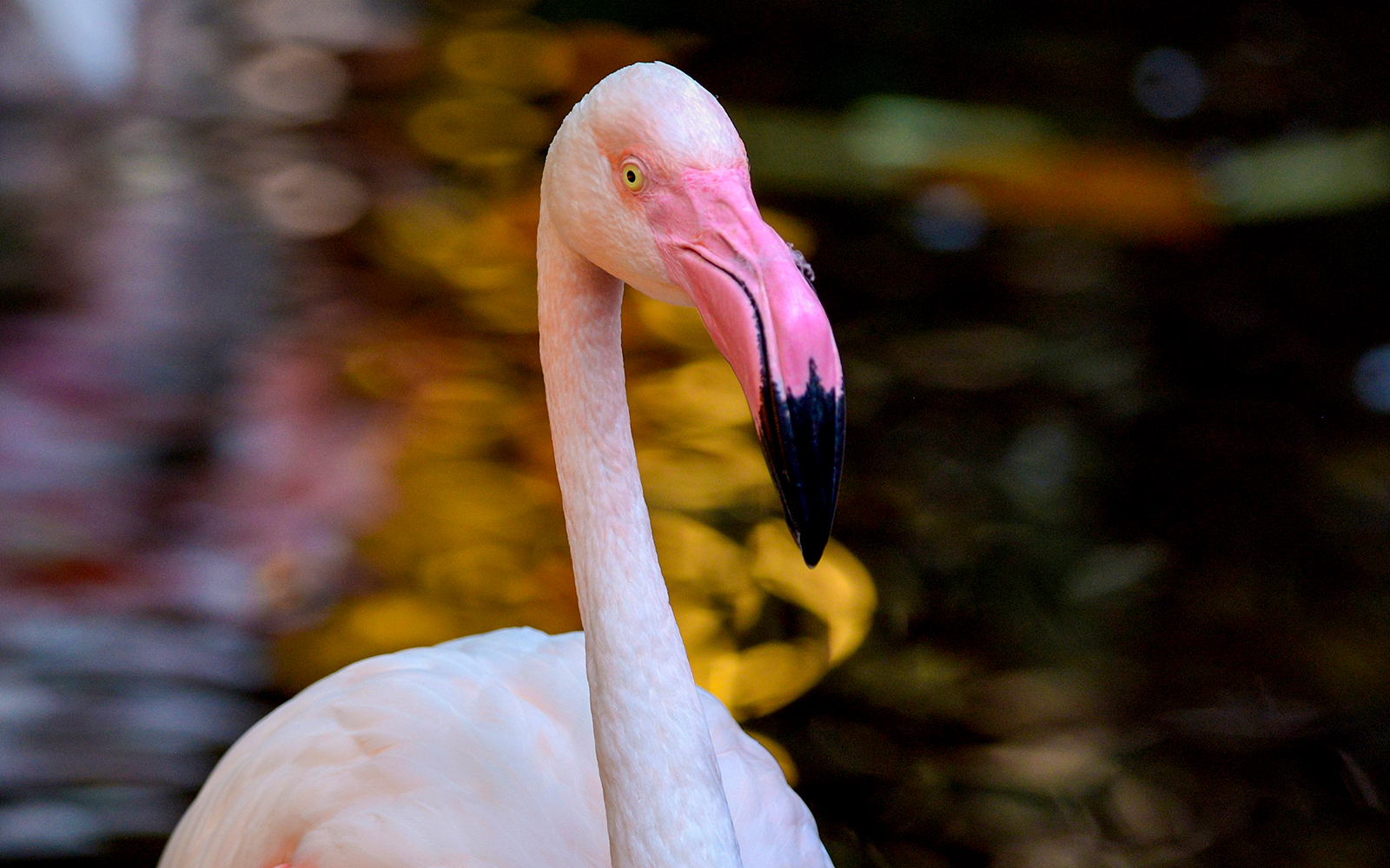 Flamingo at Langkawi Wildlife Park, part of Combo: Splash Out tour.
