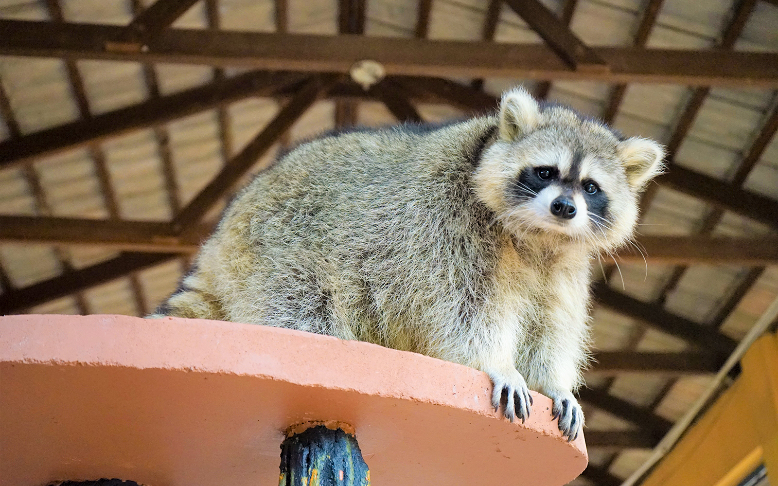 Raccoon perched on a platform at Langkawi Wildlife Park.