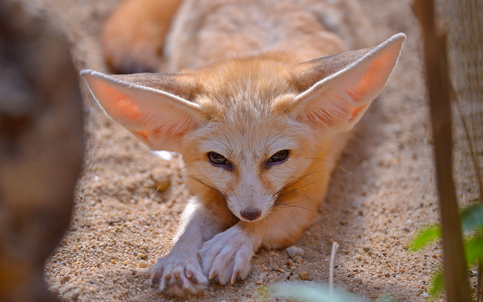 Fennec fox resting on sand at Langkawi Wildlife Park.