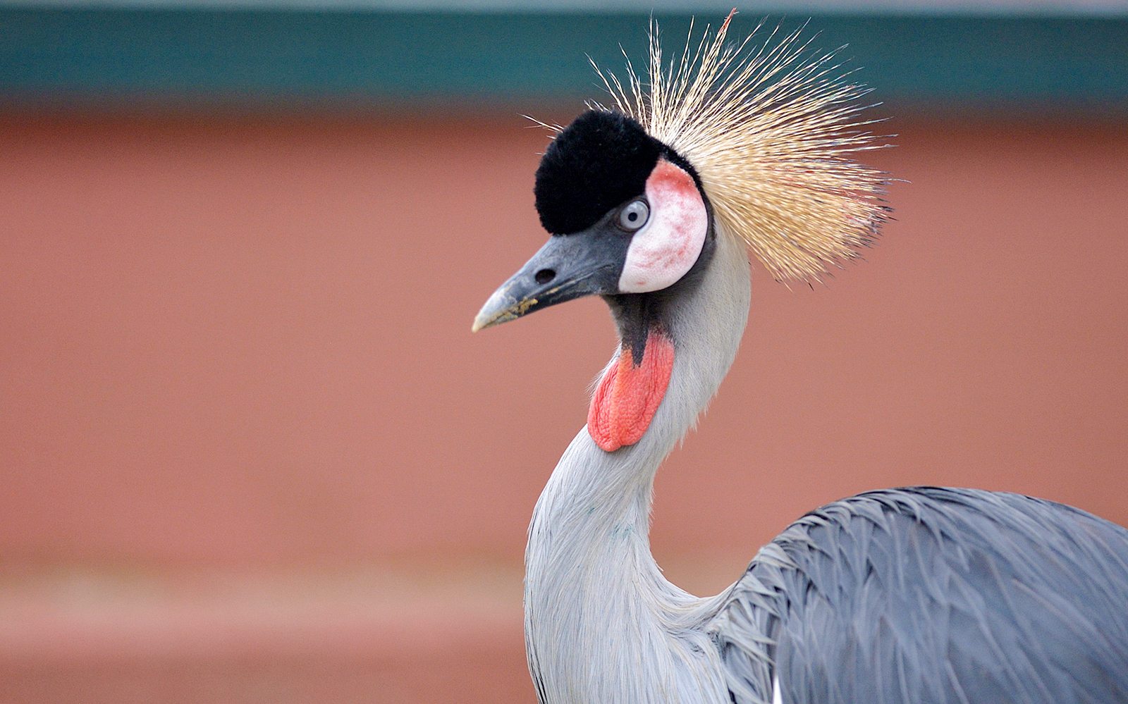 Crowned crane at Langkawi Wildlife Park.