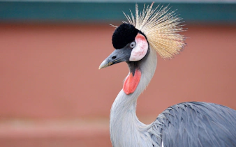 Crowned crane at Langkawi Wildlife Park.