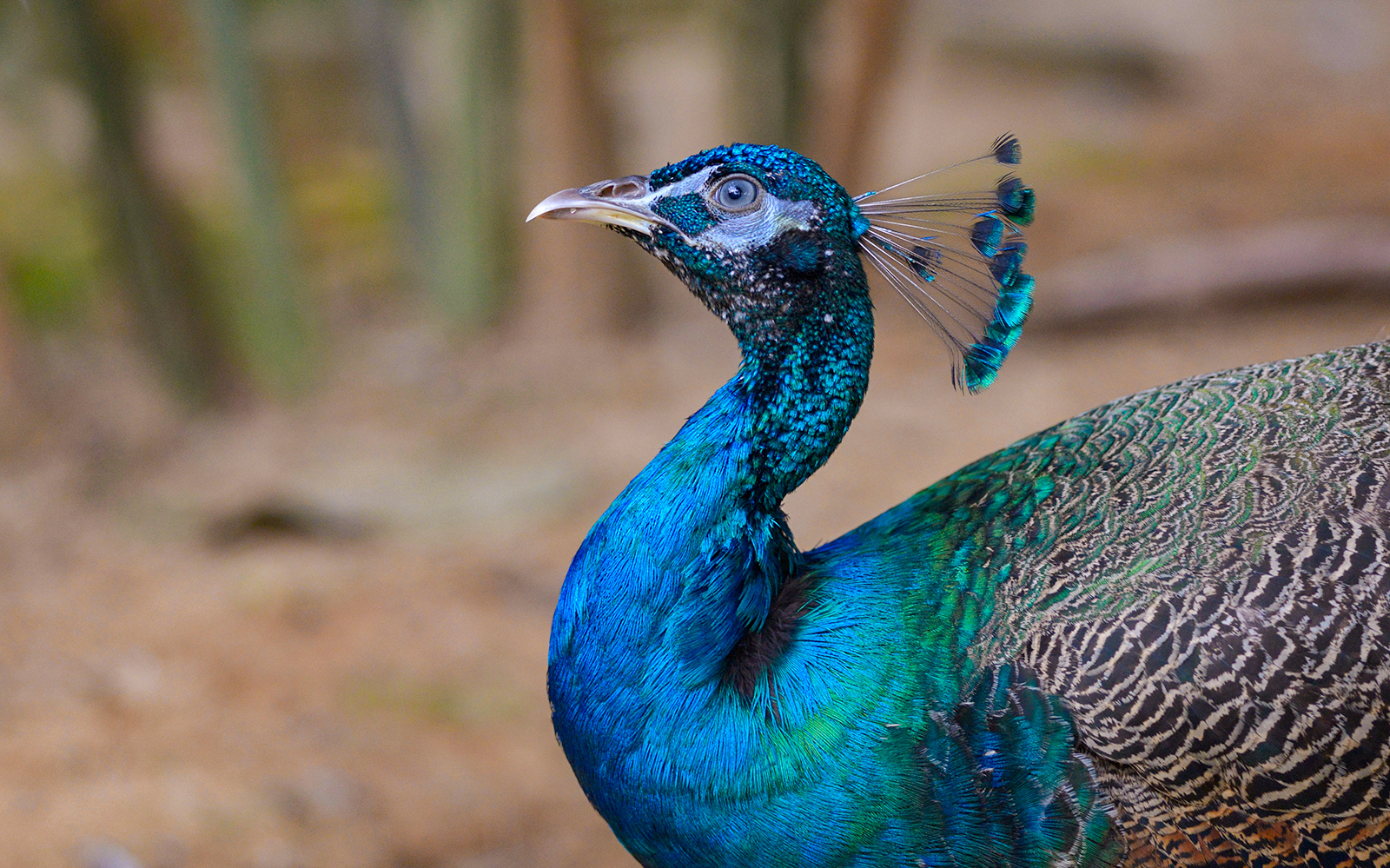 Peacock at Langkawi Wildlife Park.