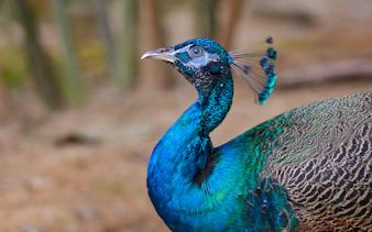 Peacock at Langkawi Wildlife Park.