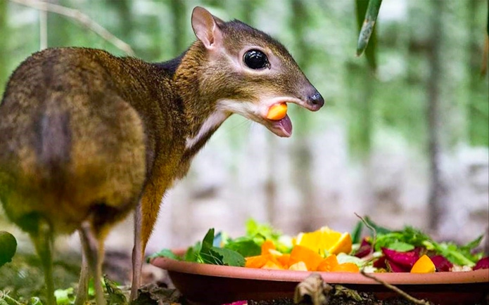 Mouse deer eating fruit at A'Famosa Melaka wildlife park.