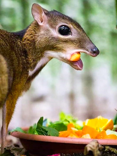 Mouse deer eating fruit at A'Famosa Melaka wildlife park.