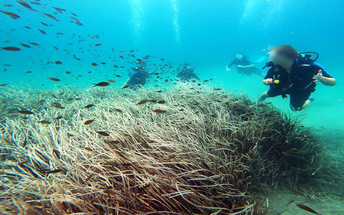 athens: scuba diving experience in nea makri-3 athens: scuba diving experience in nea makri-3