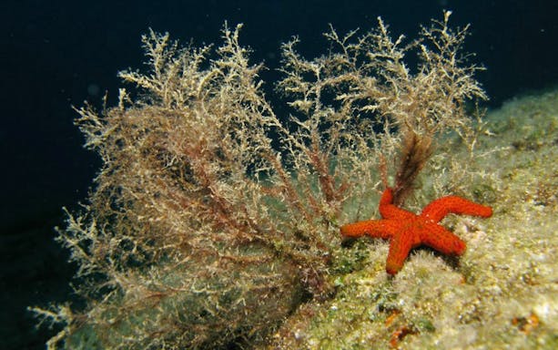 Underwater scene with red starfish and coral in Nea Makri, Athens.