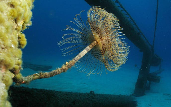 Underwater view of a feather duster worm near a shipwreck in Nea Makri, Athens.