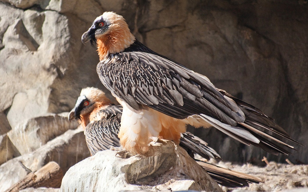 Bearded vultures perched on rocks at Innsbruck Alpine Zoo.
