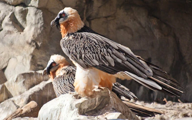 Bearded vultures perched on rocks at Innsbruck Alpine Zoo.