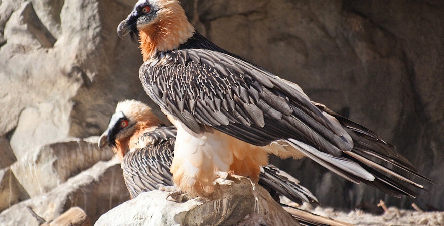 Alpine Zoo Innsbruck