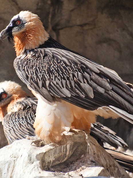 Bearded vultures perched on rocks at Innsbruck Alpine Zoo.