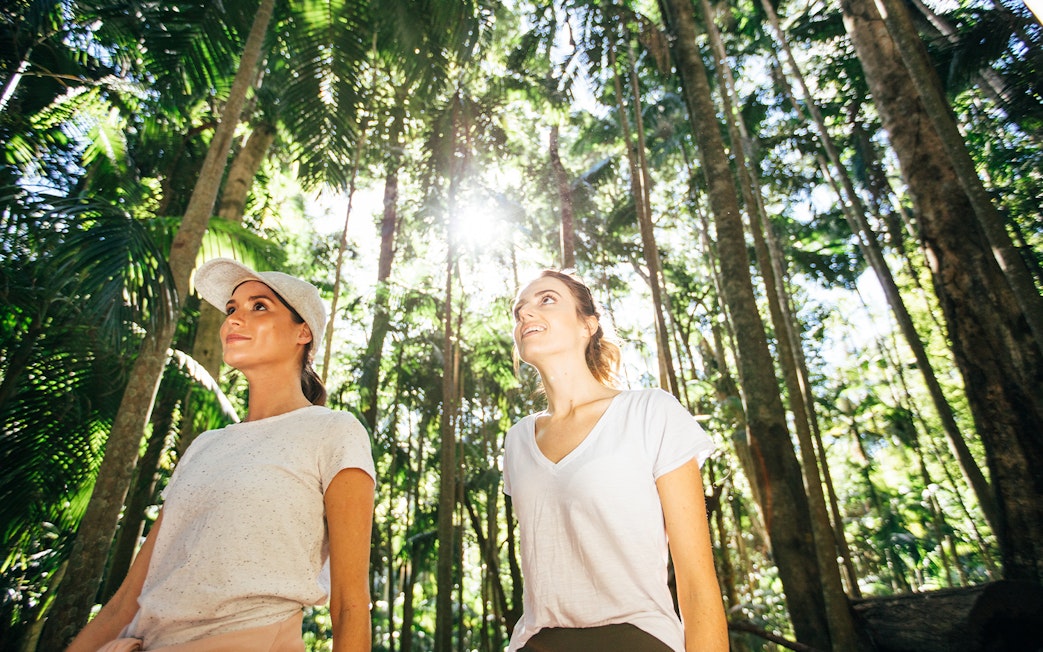 Visitors exploring lush rainforest on Tamborine Mountain tour.