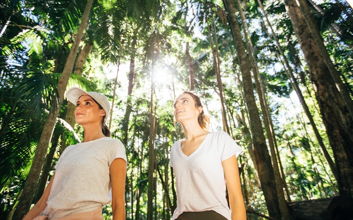 Visitors exploring lush rainforest on Tamborine Mountain tour.