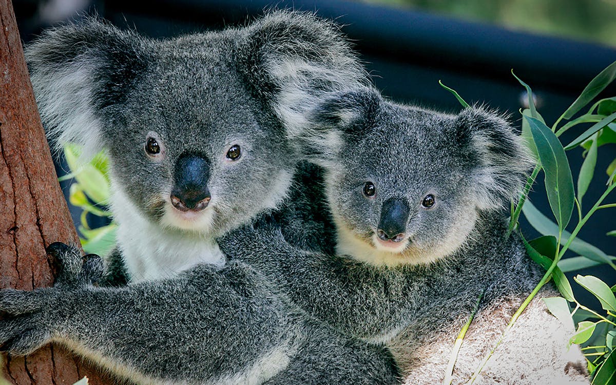 tickets to taronga zoo with express ferry-4 tickets to taronga zoo with express ferry-4