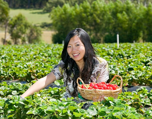 Person picking strawberries in a field on the Mornington Peninsula Ultimate Tour.