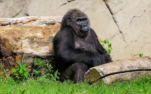 Gorilla sitting near logs at Budapest Zoo.
