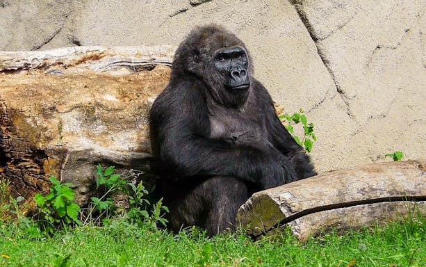 Gorilla sitting near logs at Budapest Zoo.