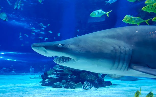Shark swimming in aquarium at Budapest Zoo.