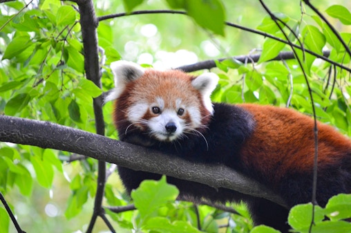 Biglietto per lo zoo di Budapest