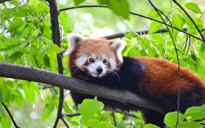 Red panda resting on a tree branch at Budapest Zoo.
