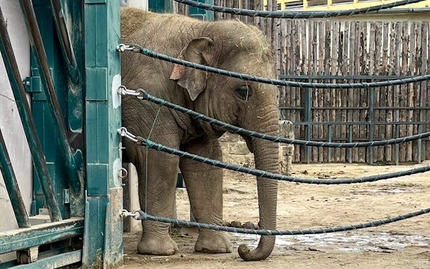 Elephant in enclosure at Budapest Zoo.