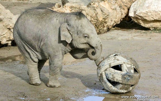 Elephant playing with a ball at Budapest Zoo.