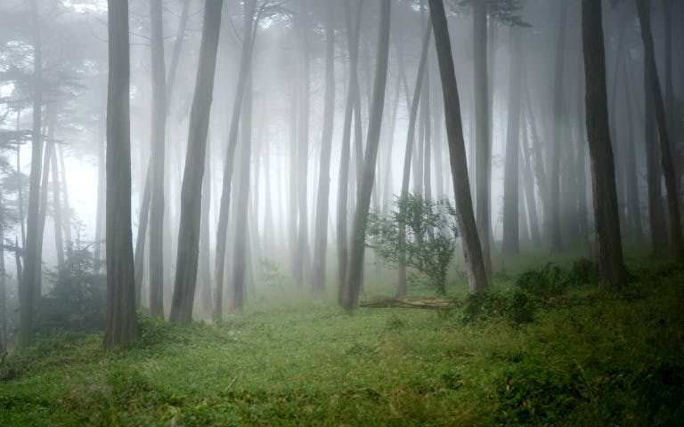 Misty forest in Muir Woods, San Francisco City Tour.