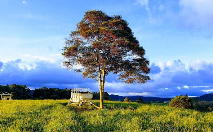 Tree and vintage carriage on grassy field at KUR-Cow Farm, Australia.