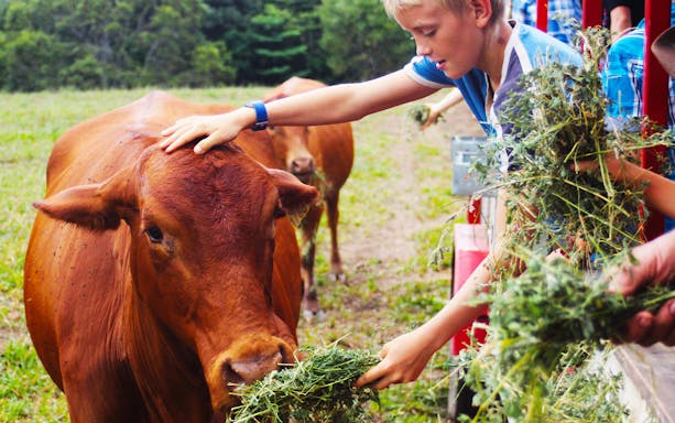 Child feeding a cow at KUR-Cow Farm, Australia.