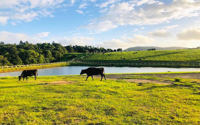 Cows grazing near a pond at KUR-Cow Farm with lush green fields in the background.