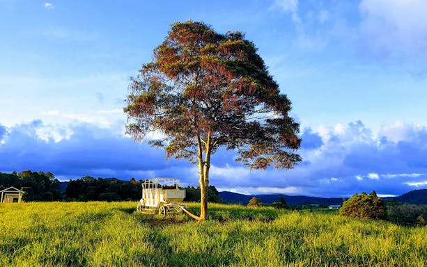 Kuranda landscape with tree and vintage carriage under blue sky.