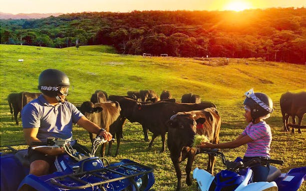 ATV riders mustering cattle at sunset in Kuranda with a Waygu BBQ experience.