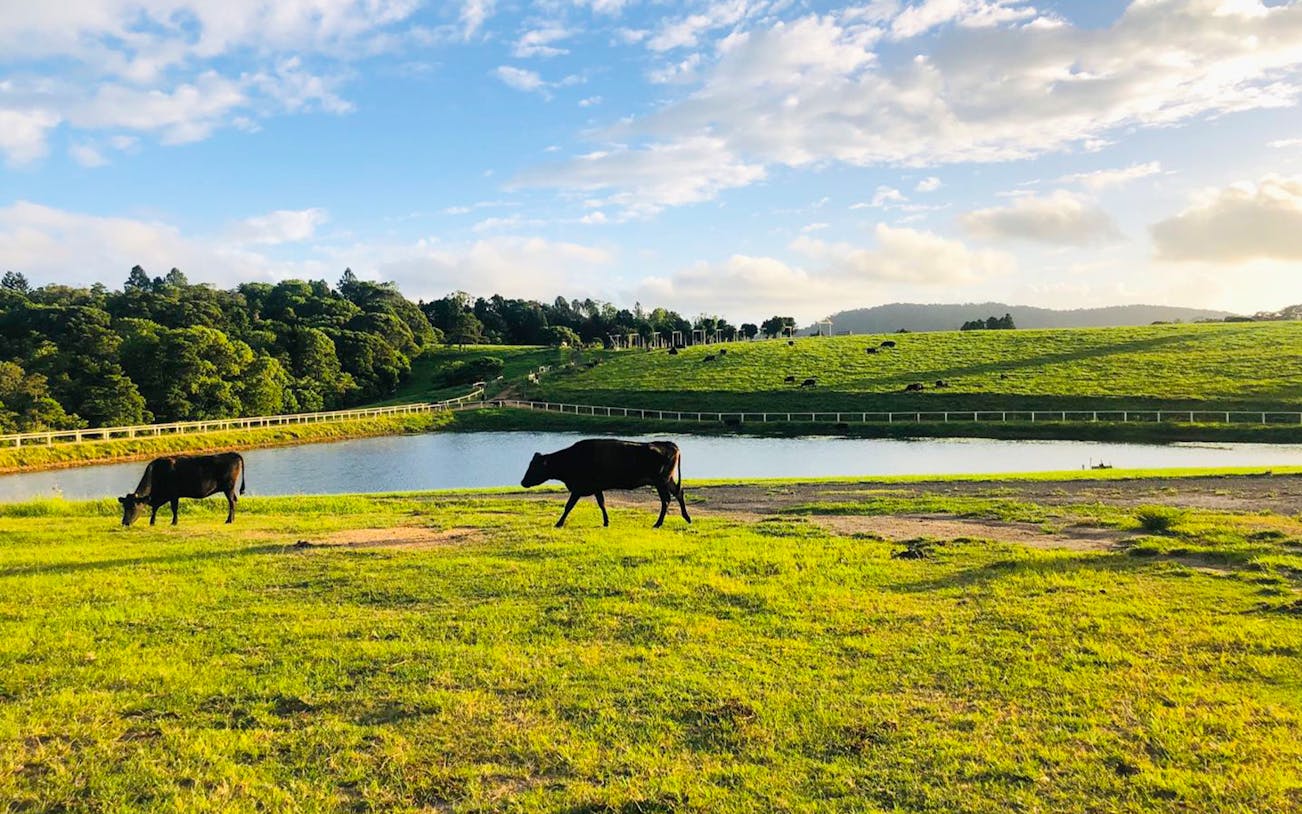 Cows grazing near a pond in Kuranda, Australia, with lush green hills in the background.