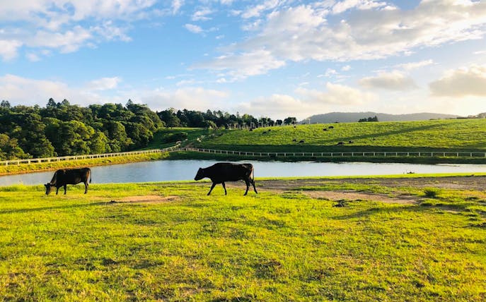 Cows grazing near a pond in Kuranda, Australia, with lush green hills in the background.